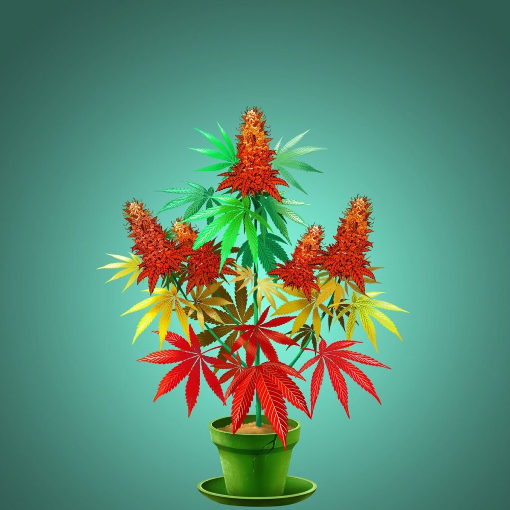 ¡Se revela la fiesta Crypto Cannabis Club Decentraland y la planta de marihuana!